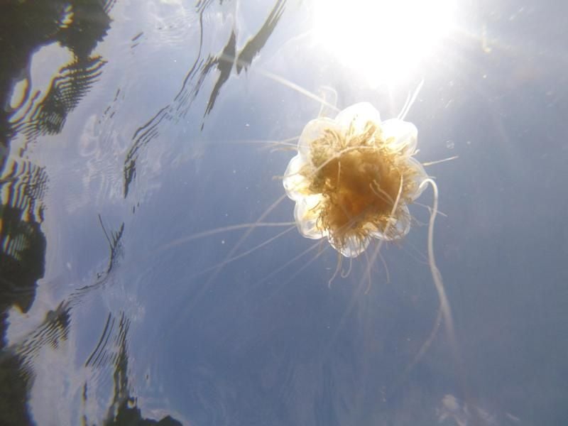 Eine Feuerqualle schwimmt vor der Lübecker Bucht im Wasser. Foto: Thomas Müller/Archivbild