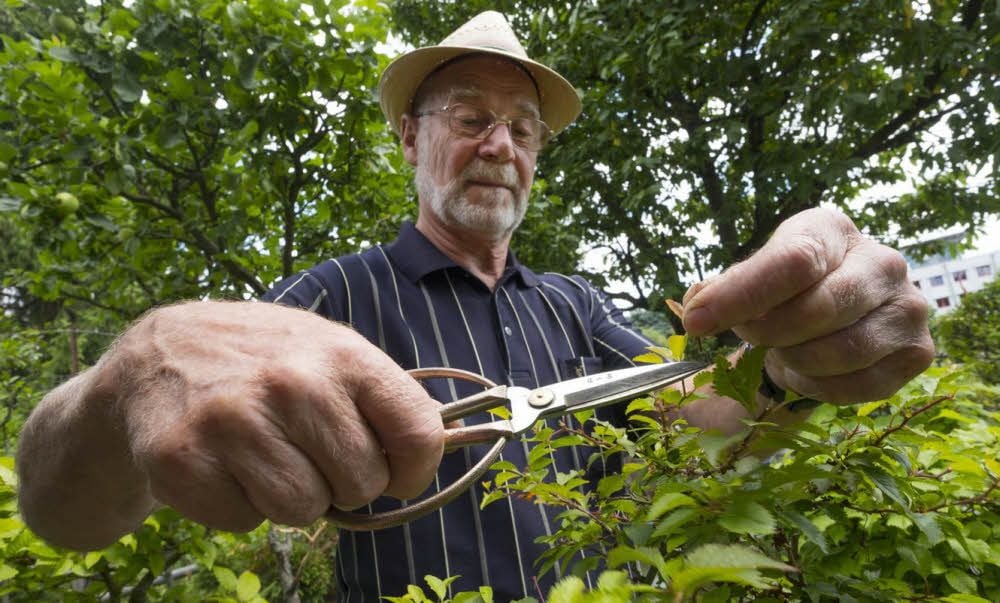 Wilfried Bohms beschneidet mit einer Gartenschere einen Bonsai.