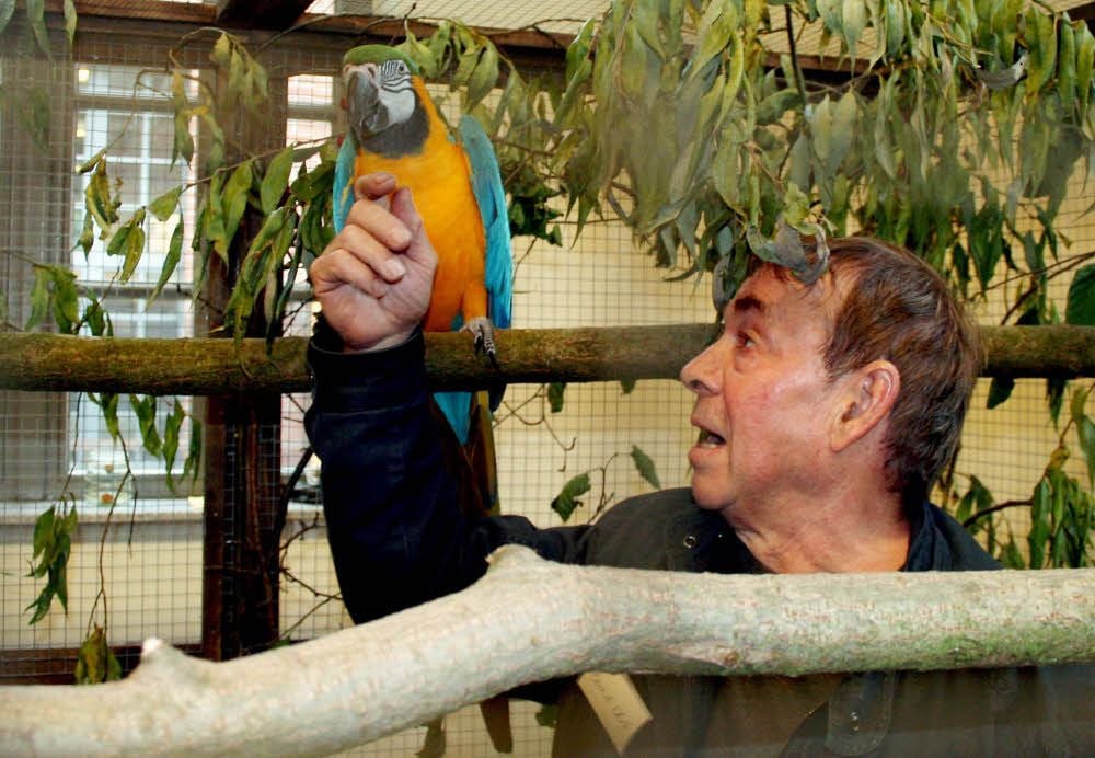 Der Nedissener Züchter Bernd Ehrt präsentiert in der Voliere seinen Gelbbrust-Ara, den er mit der Hand aufzog.