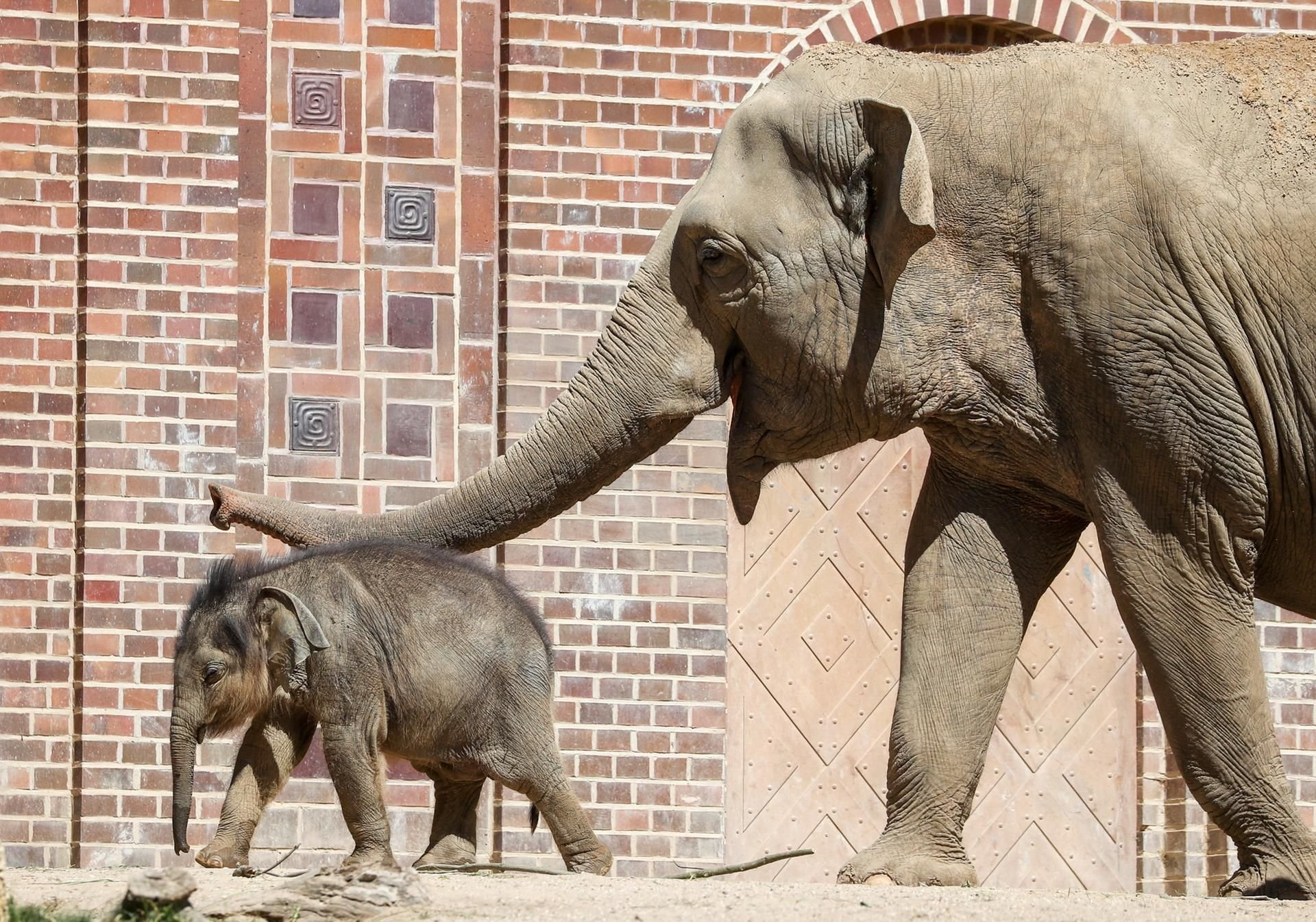 Der kleine Elefantenjunge Ben Long ist im Leipziger Zoo gestorben.