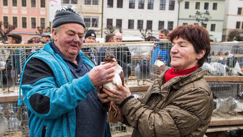 Karola Goldmann und Gerhard Engelbrecht aus Stedten in der Nähe von Weimar präsentieren eine ihrer Strasser-Tauben mit dem Farbenschlag Rot.