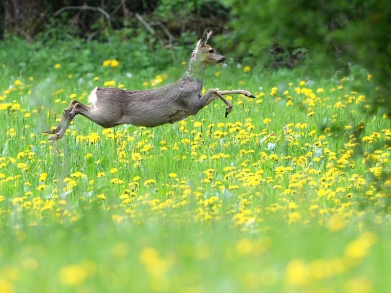 Ein Reh springt über eine Wiese. Foto: Felix Kästle/Archiv