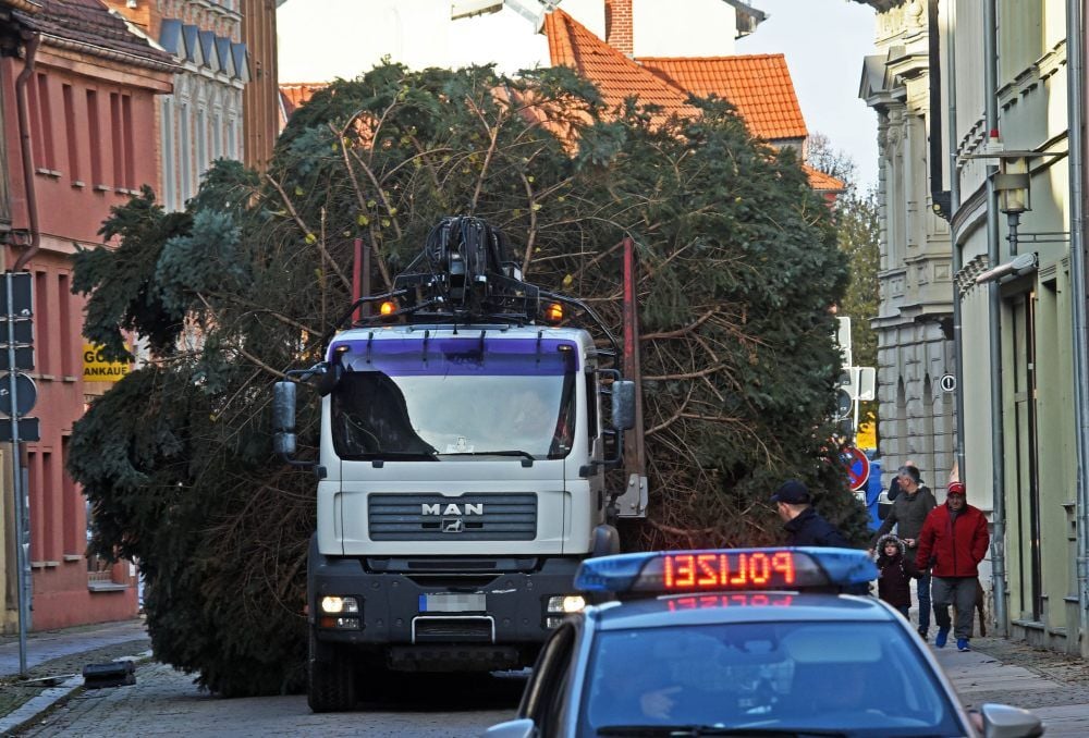 Beim Transport des Baumes durch Aschersleben ist viel Fingerspitzengefühl gefragt.