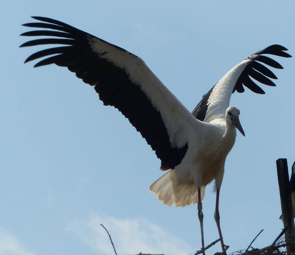 Ein junger Storch unternimmt erste Flugversuche.