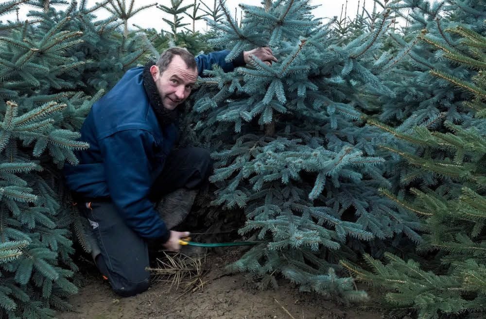 Sven Theile zeigt schon einmal, wie es geht. Bei ihm in Branderoda kann man am Wochenende seinen Weihnachtsbaum selber fällen.