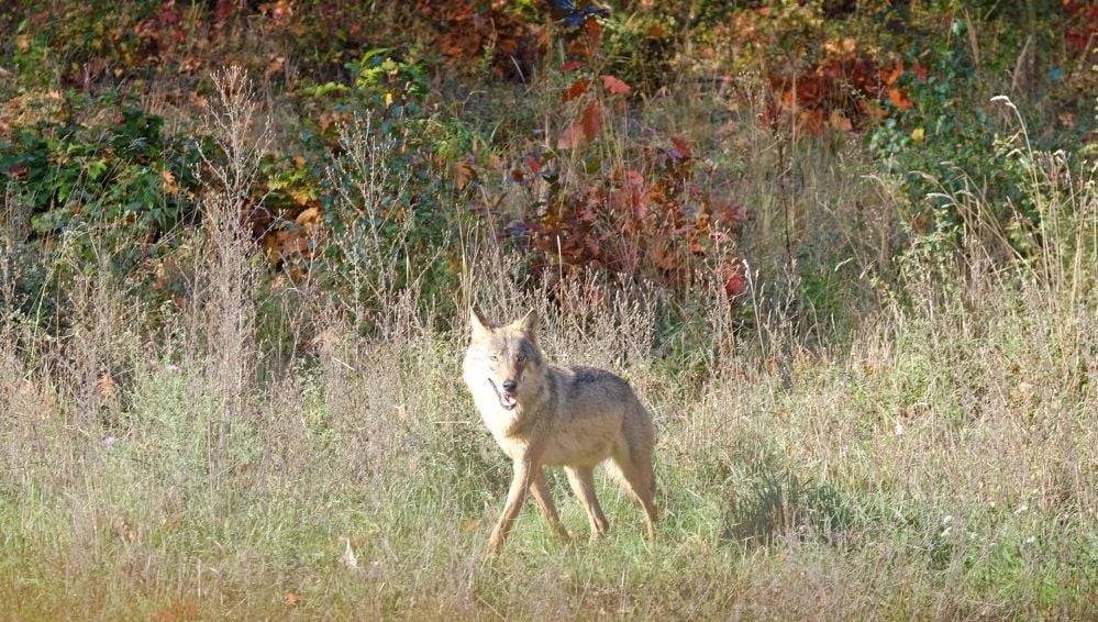 Ein Wolf tritt aus dem Unterholz ins Freie: Die Aufnahme entstand auf BUND-Flächen im Goitzschewald vor den Toren Bitterfelds.
