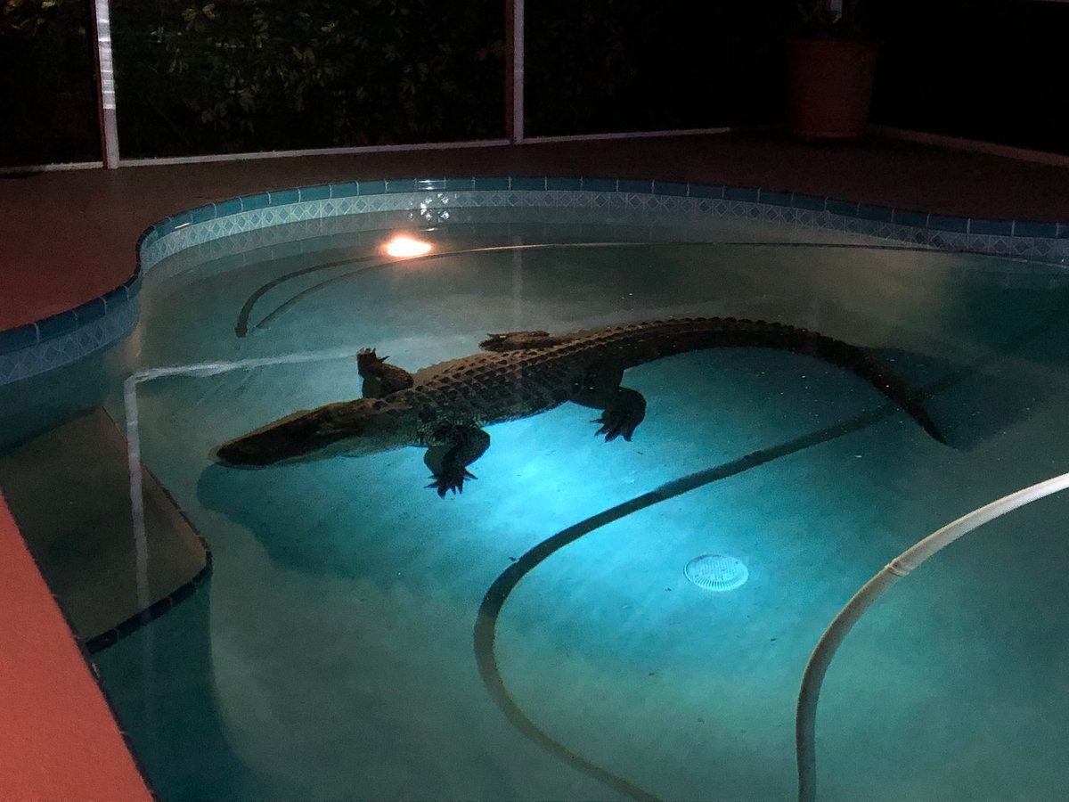 Der 3,5 Meter lange Alligator plantscht im Pool.