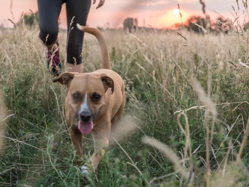 Im Gras sitzen Zecken an den Halmen und warten nur darauf, dass sie von Hund, Katze oder Mensch abgestreift werden - um sich dann mit Blut vollsaugen zu können. Foto: Robert Günther/dpa-tmn