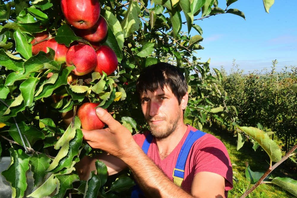 Marius Trift und seine Landsleute pflücken derzeit den Braeburn in der Plantage des Obsthofs Diethe.