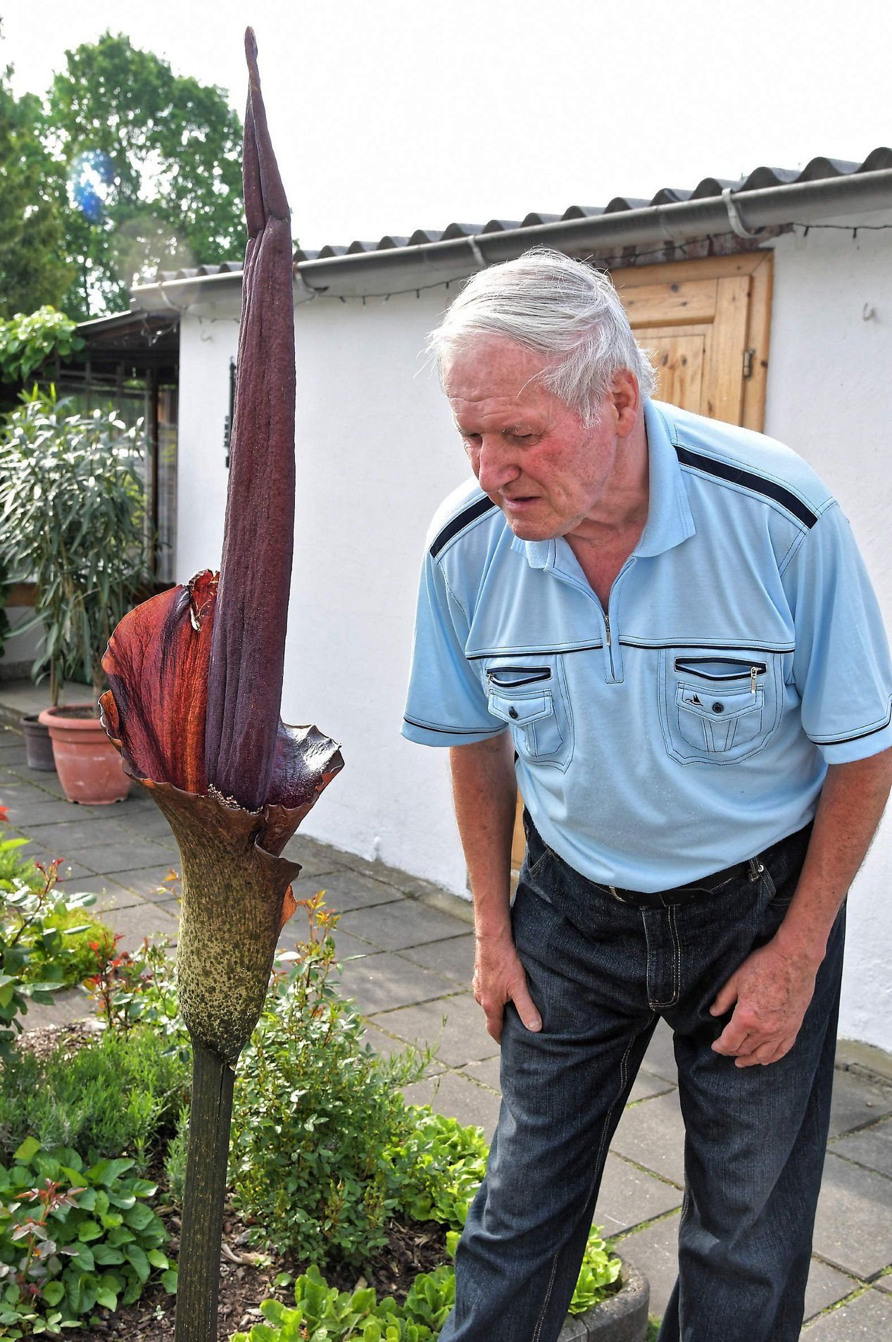 Hans-Jürgen Messing hält die Nase auf Sicherheitsabstand - richtiger Duft schnuppert anders.
