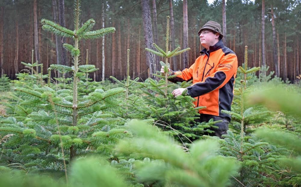 Forstwirt Benedikt Sedlmayer prüft den Bestand der Bäume in seinem Revier, die in der Vollmondnacht geschlagen und als Weihnachtsbäume verkauft werden sollen.