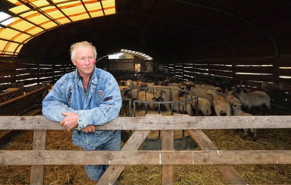 Klaus Altenkirch hat rund 300 Schafe, die auf verschiedenen Weiden und im Stall untergebracht sind.