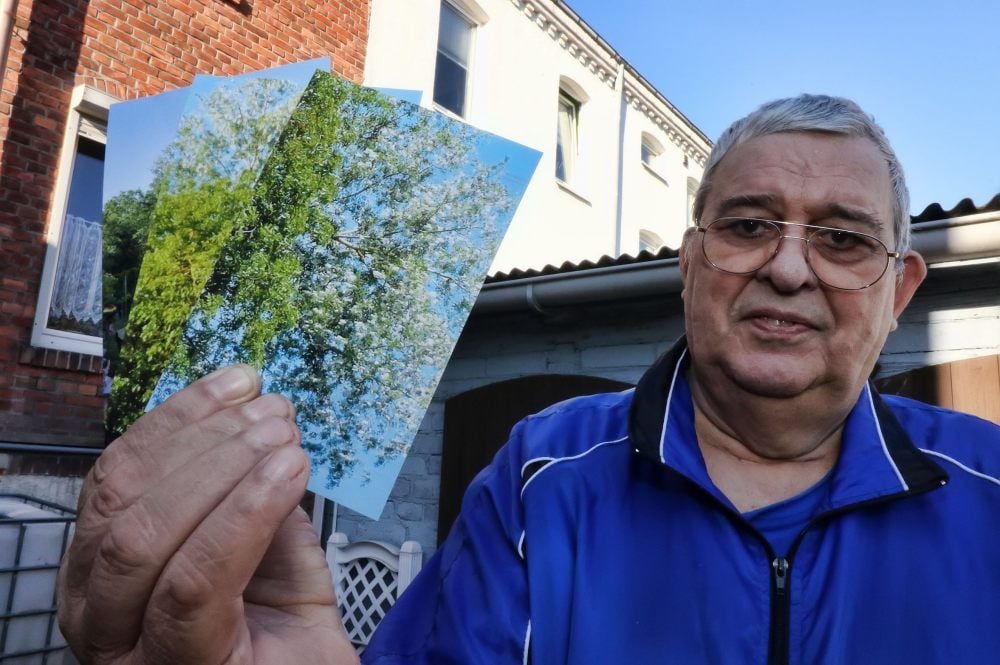 Sangerhausen: Ernst-Jörg Thiele zeigt Fotos der blühenden Pappel, die etwa 40 Meter von seinem Garten entfernt steht. Sie soll nun gefällt werden.