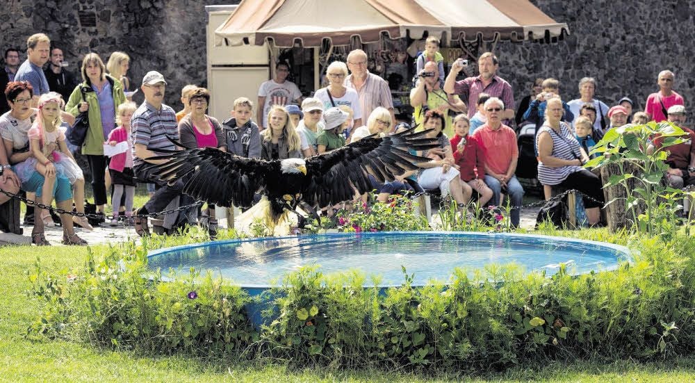 Ob Falke, Eule oder Weißkopfseeadler: Die Falknershow war einer der Höhepunkte beim Ferientag.