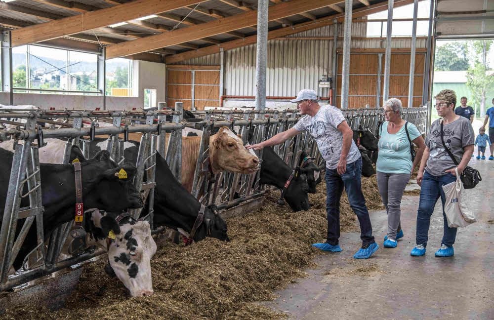 Größter Anziehungspunkt beim Tag des offenen Hoftores: Führungen durch den Kuhstall.