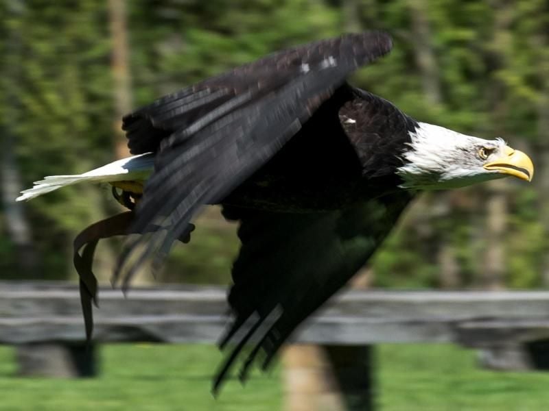 Ein Weißkopfseeadler (Haliaeetus leucocephalus) fliegt. Foto: Alexander Heinl/Archiv
