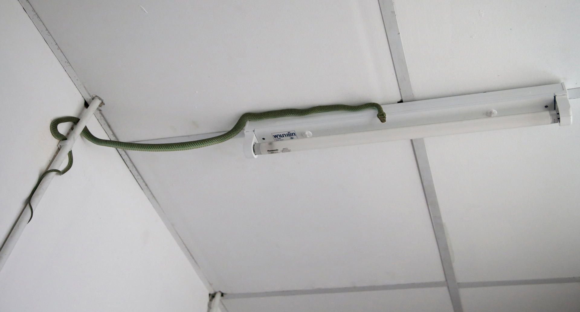 Eine Grüne Schmuckbaumnatter hat es sich im Badezimmer eines Wohnhauses in Bangkok bequem gemacht.