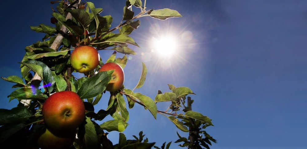 Von September bis Anfang November ist die traditionelle Erntezeit für die meisten Apfelsorten.