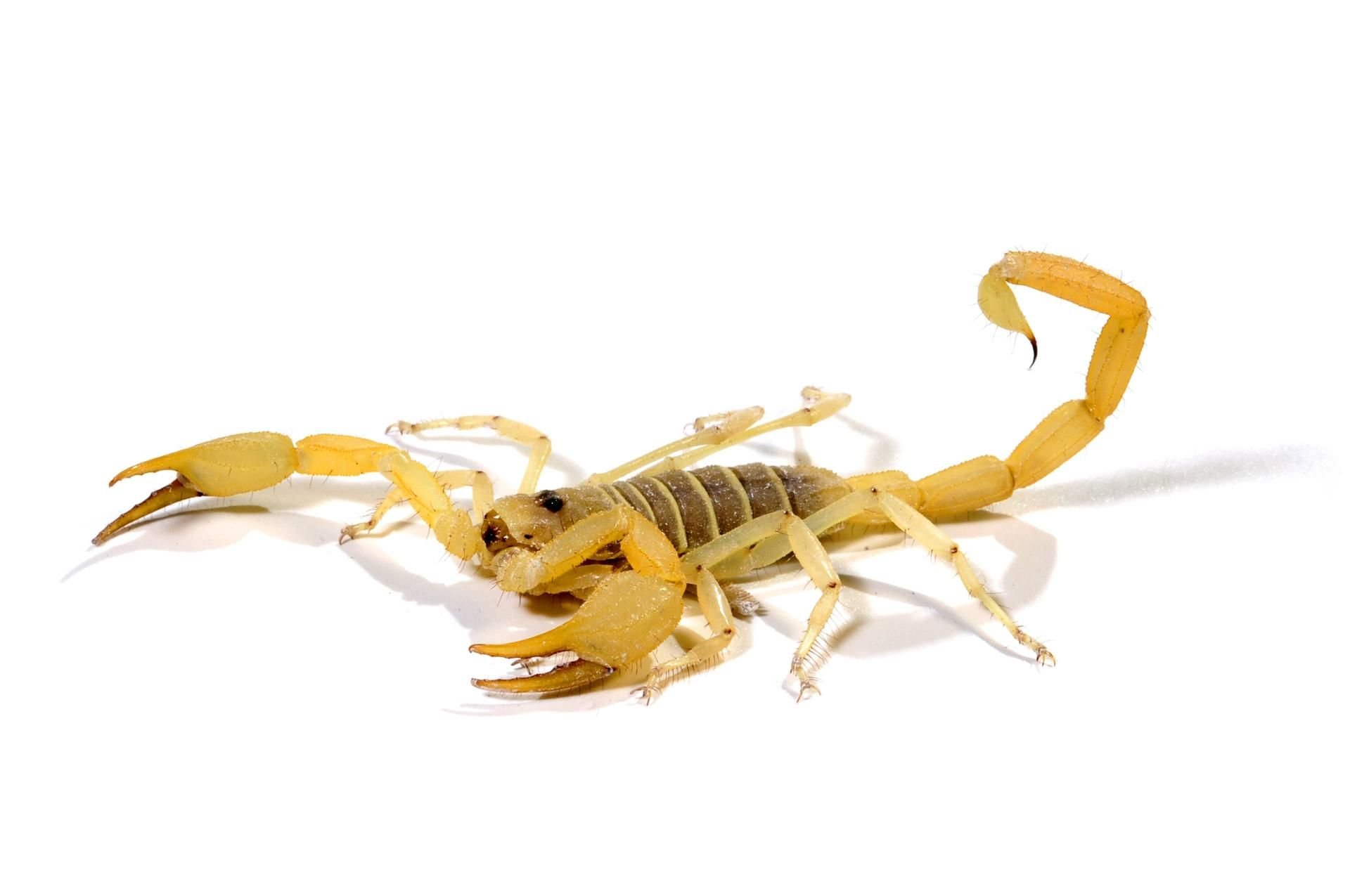 Ein Dünenskorpion