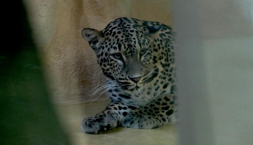 Shiva - ein persischer Panther ist neu im Zoo Halle