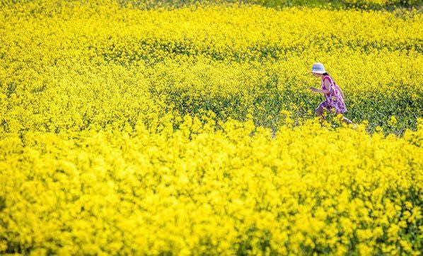 Den Raps aus konventionellem Anbau - hier ein blühendes Feld in einer anderen Region - bezieht das Unternehmen von der APH Hinsdorf.