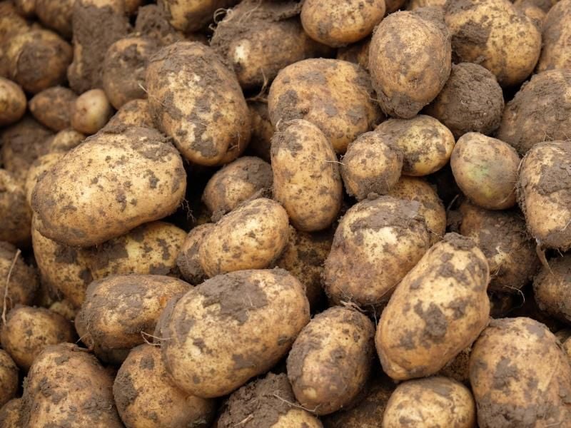 Kartoffeln lassen sich schon jetzt vorkeimen und dann später in den Garten umsetzen. Foto: Uwe Zucchi