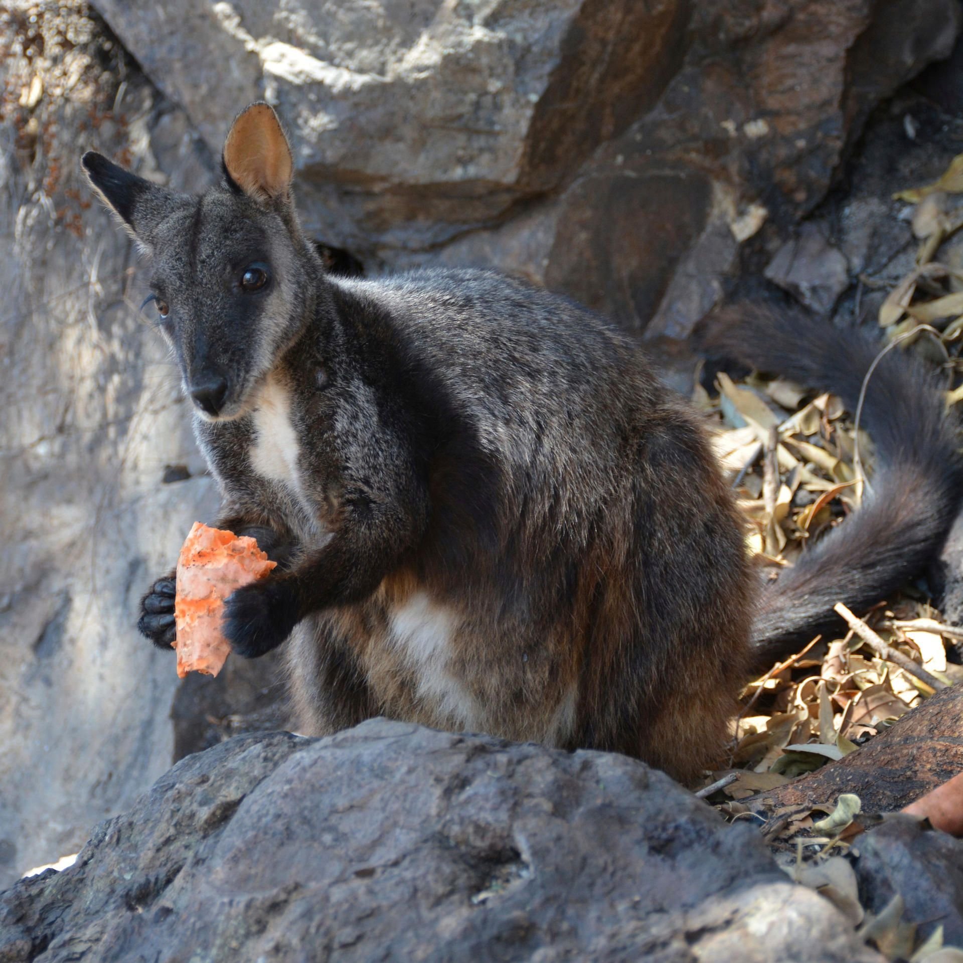 Ein Känguru frisst eine Süßkartoffel im National Park in New South Wales . (Symbolbild)