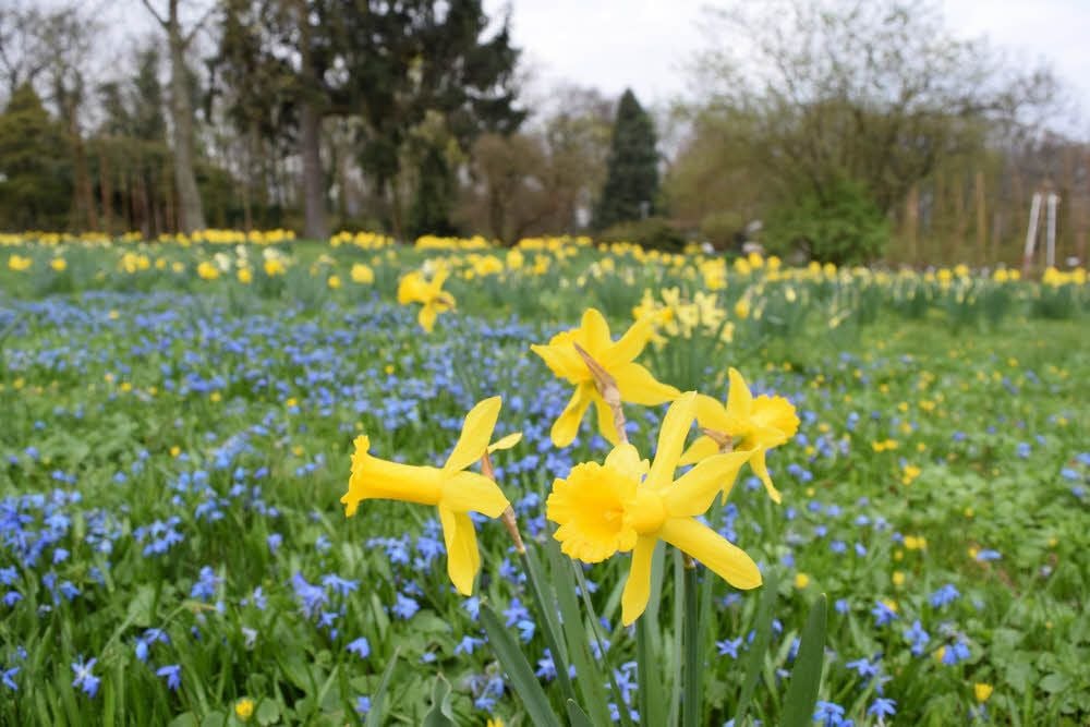 Osterglocken und Blausterne bilden zurzeit einen leuchtenden Blütenteppich im Rosarium Sangerhausen. Am Sonntag startet die neue Saison.