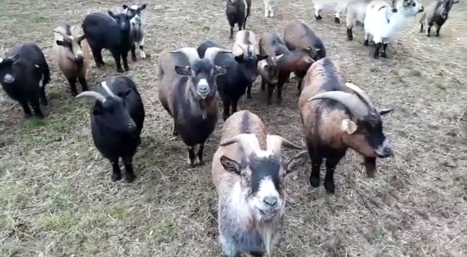 Mehrere Tiere der Ziegenherde sind von der Weide in der Nähe der Wallwitzburg verschwunden.