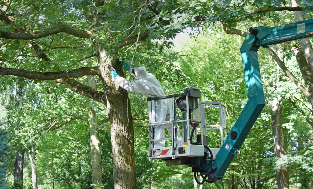 Mario Otto nähert sich per Hebebühne der Eiche auf dem Bitterfelder Friedhof. Dann besprüht er das Nest des Schädlings, bevor er es entfernt.