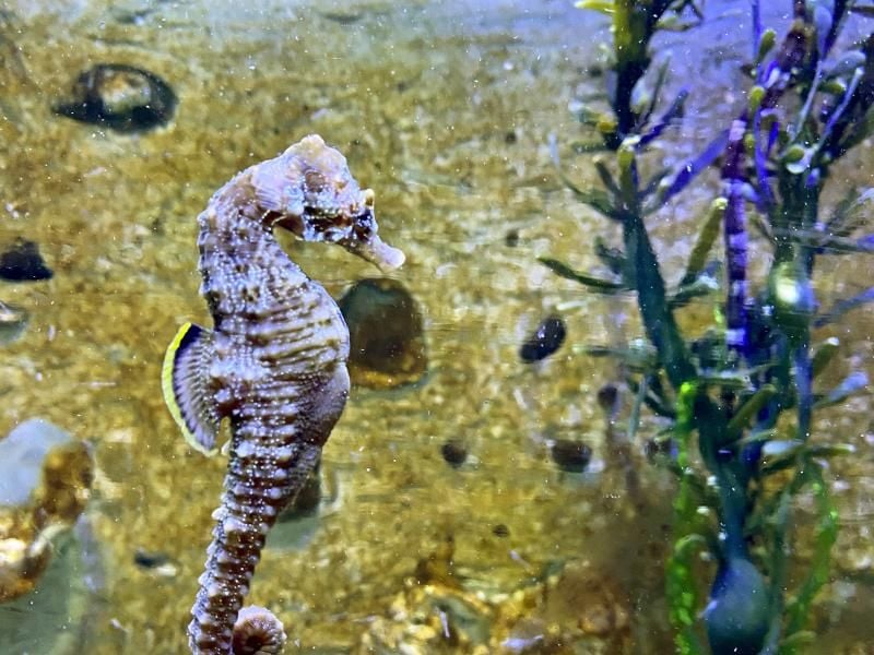 Ein seltenes Kurzschnäuziges Seepferdchen schwimmt im Nordsee Aquarium Borkum. Foto: --/Nordseeheilbad Borkum GmbH /dpa/Archivbild