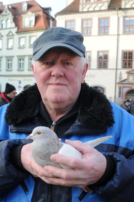 Herbert Zwanzig aus Neutz im Saalekreis präsentiert beim Naumburger Taubenmarkt seine schmucken Texaner Tauben.
