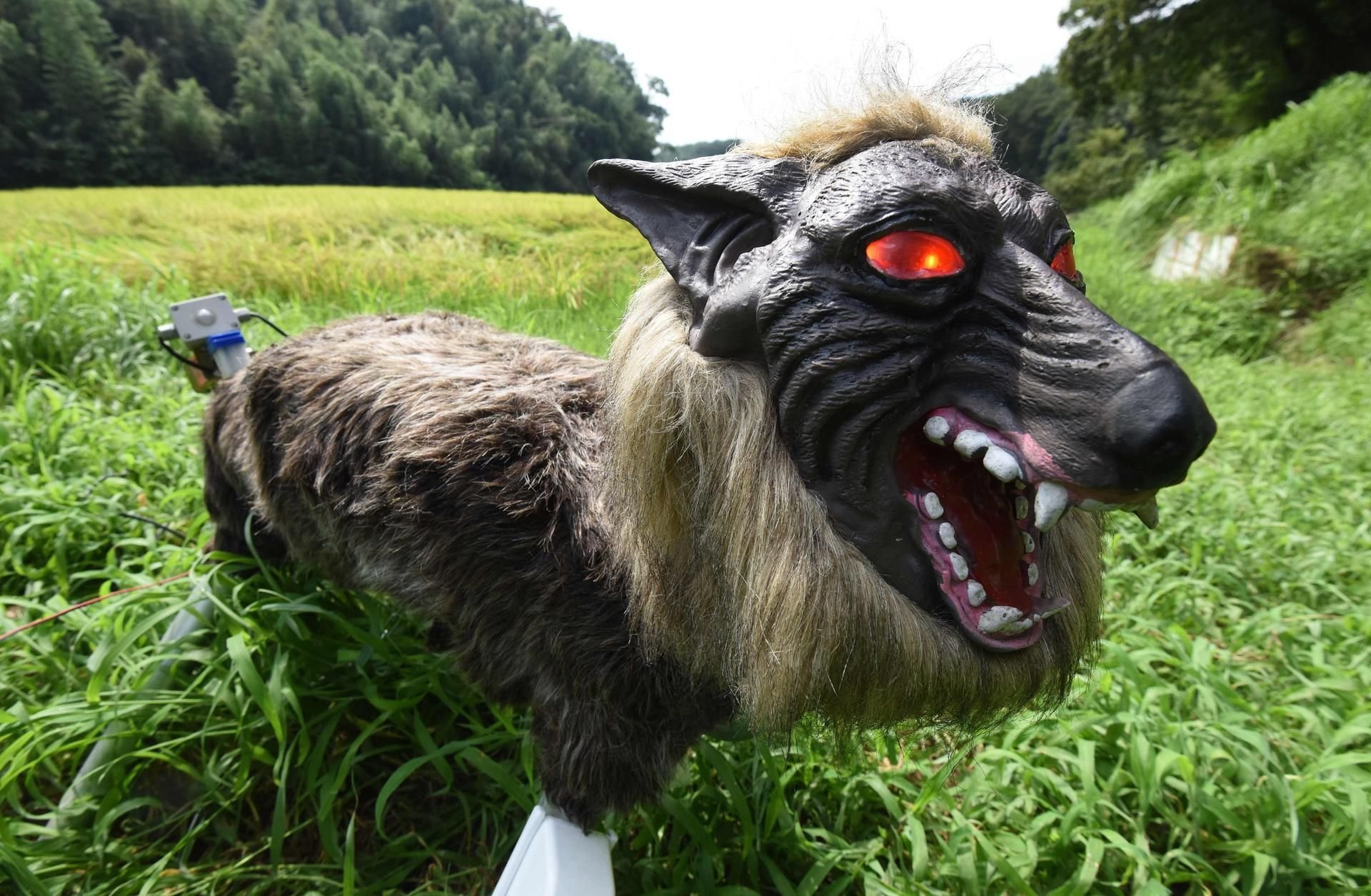 Der „Super Monster Wolf“ soll Reisfelder schützen.