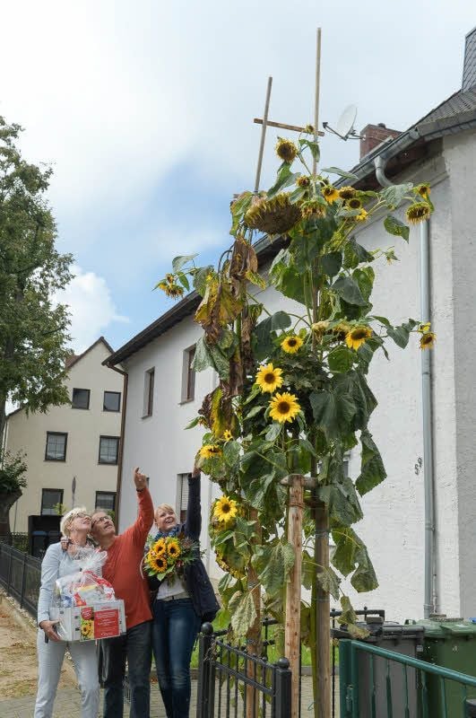 Sabine Engel, Harald Koch und Franziska Wagner (von links) begutachten die Sonnenblume.