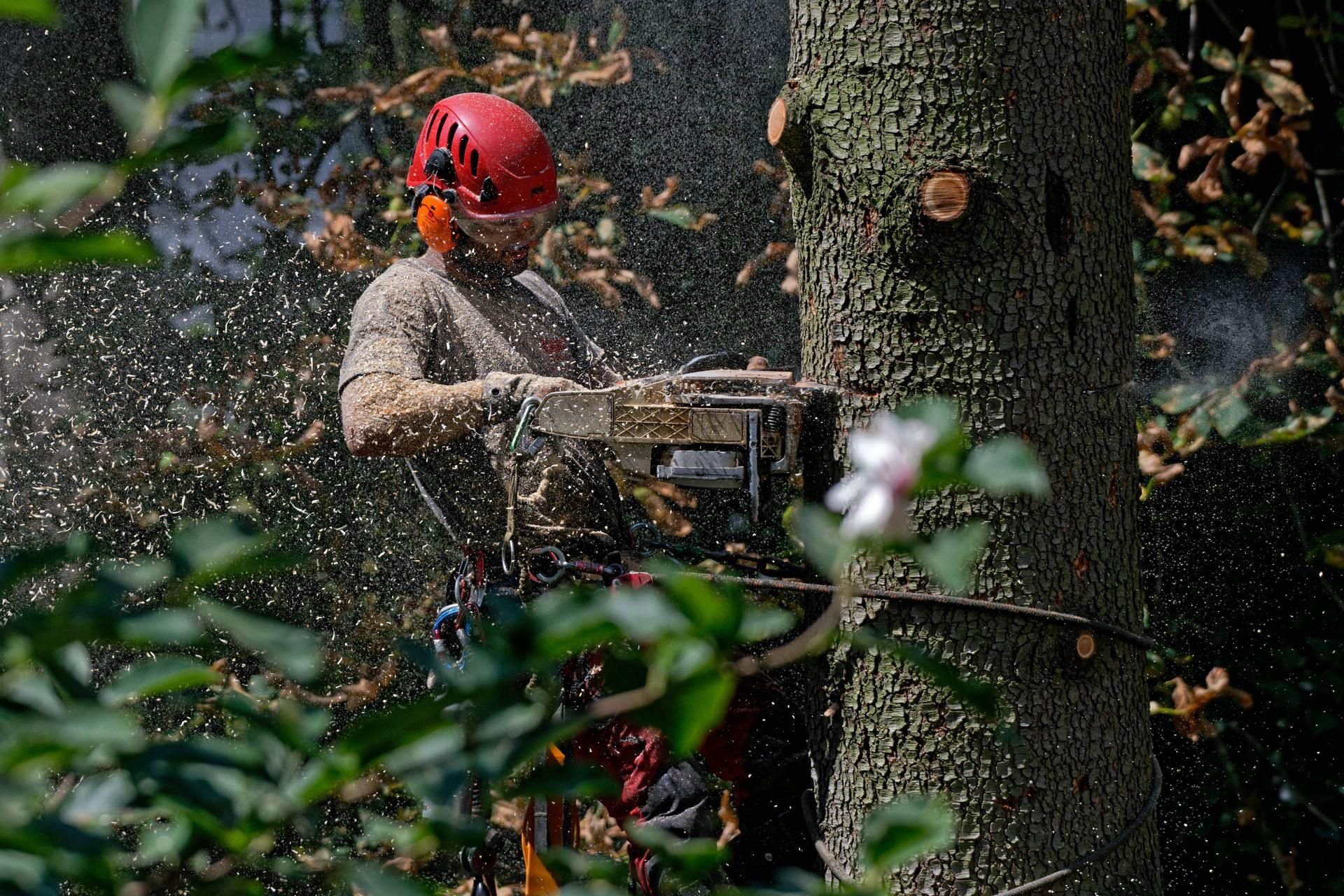 Ein Baum wird gefällt. (Symbolbild)