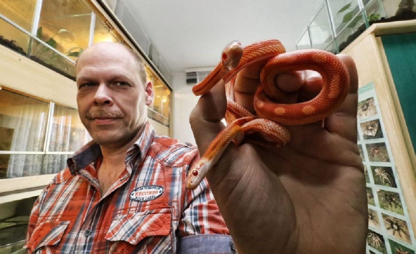 Jens Hartmann aus Sangerhausen liebt Exoten. Seine Leidenschaft sind Vogelspinnen und Schlangen, wie diese Kornnattern.