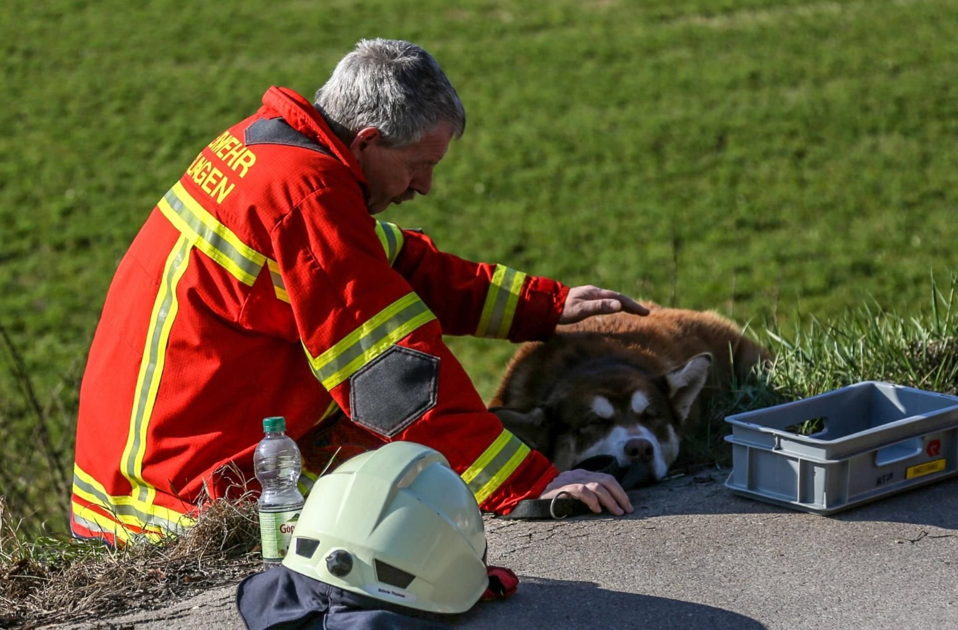 Der Hund überlebte den Unfall leicht verletzt.