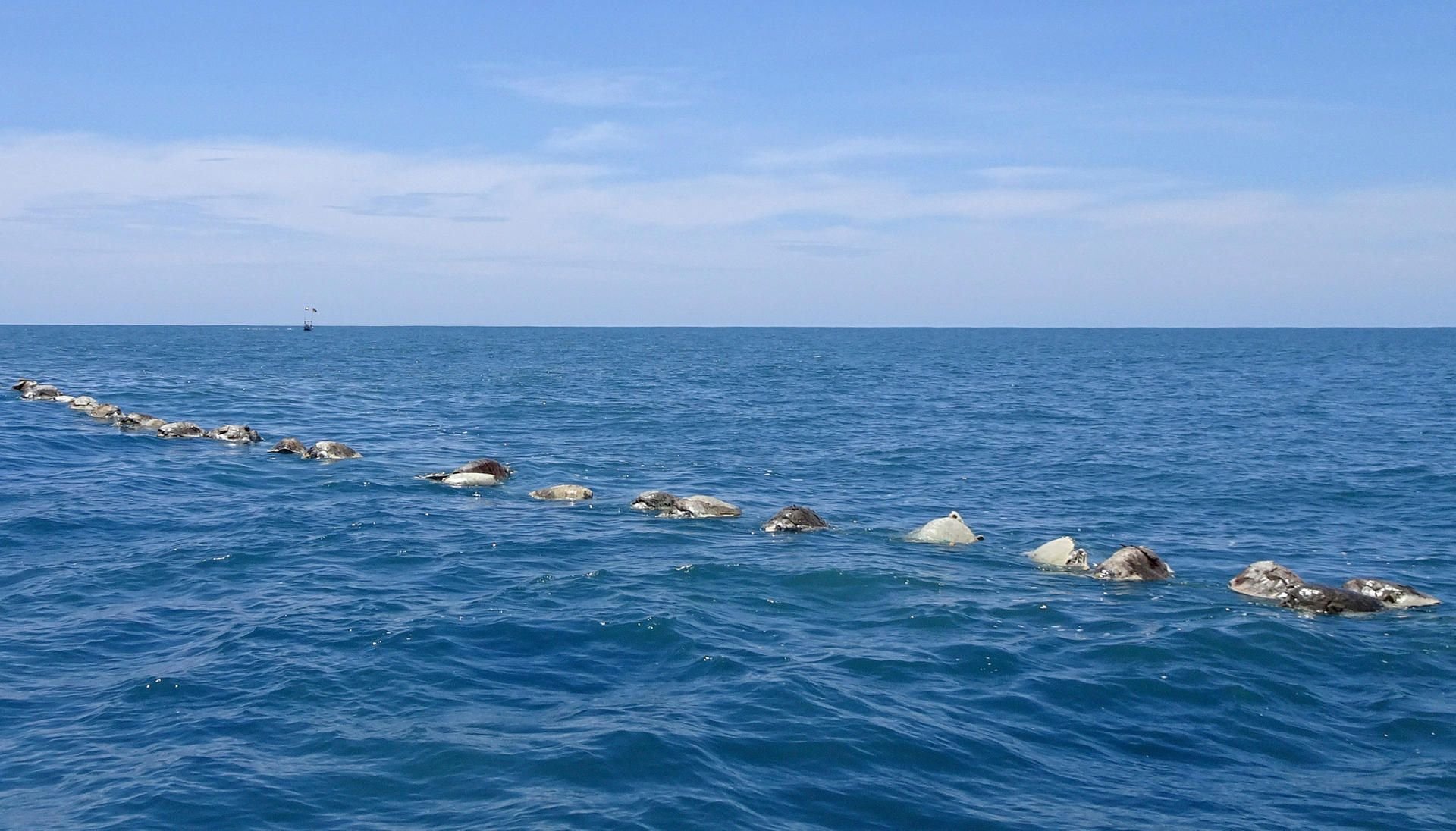 Tote Meeresschildkröten schwimmen auf dem Meer bei Puerto Escondido.