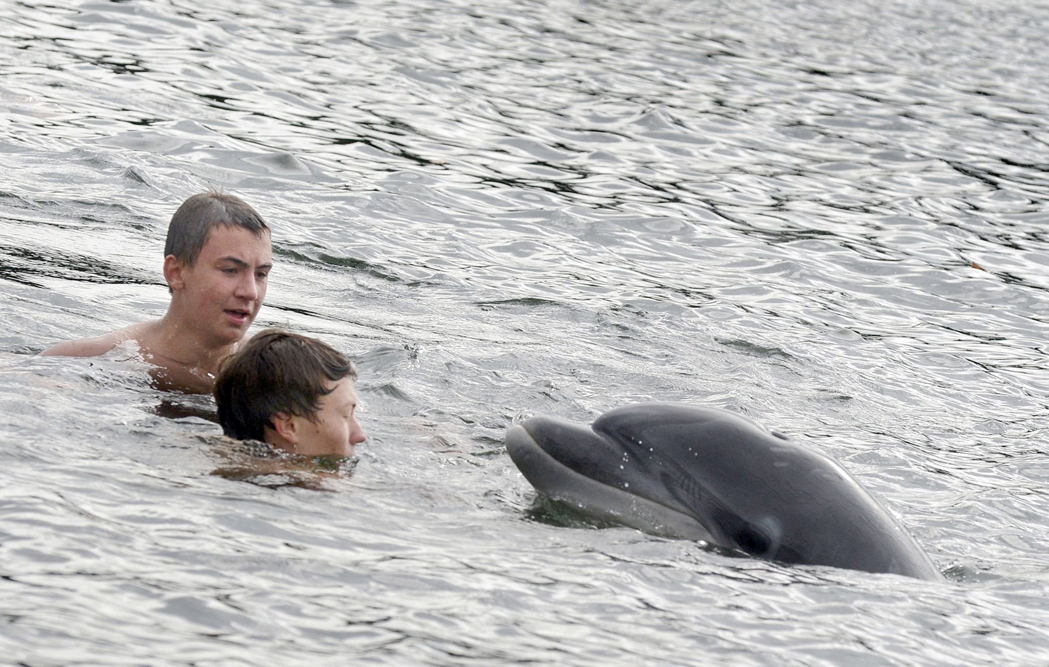 Schwimmer in der Kieler Förde mit dem Delfin.