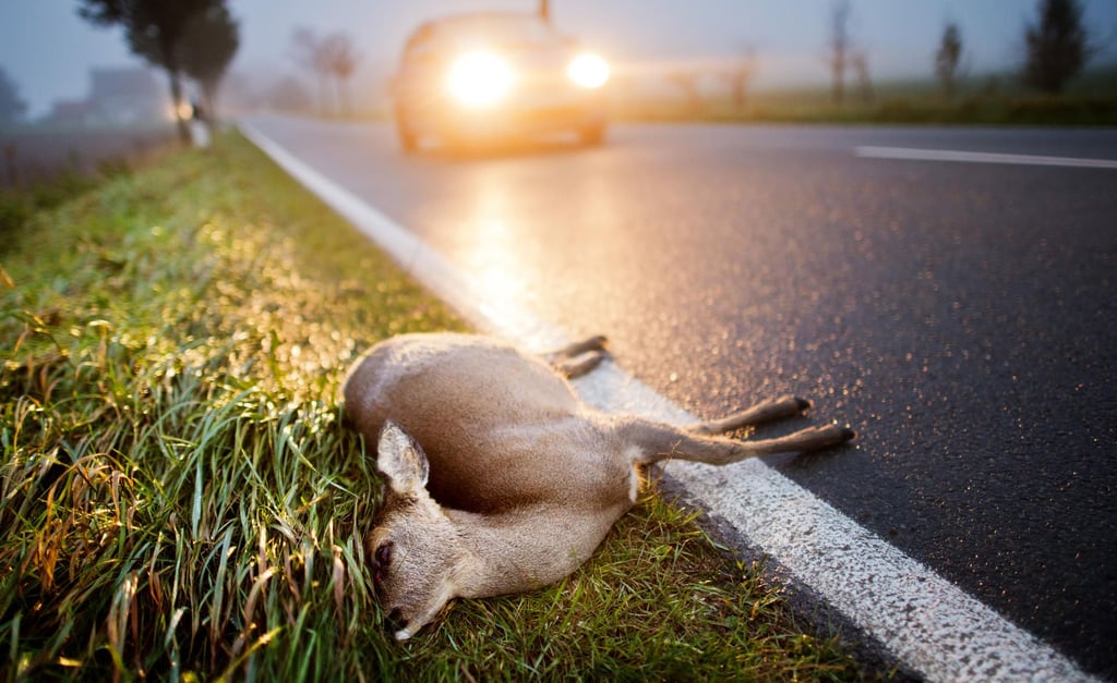 Tote Tiere sind in der dunklen Jahreszeit auch im Salzlandkreis nicht selten. Was müssen Autofahrer tun, wenn sie ein totes oder verletztes Tier finden?