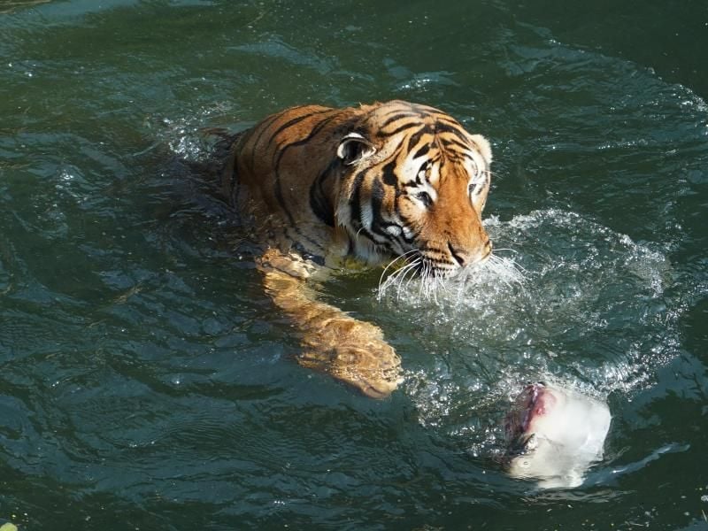 Einer der beiden Hinterindischen Tiger schwimmt auf eine "Eisbombe" zu. Foto: Jörg Carstensen/dpa