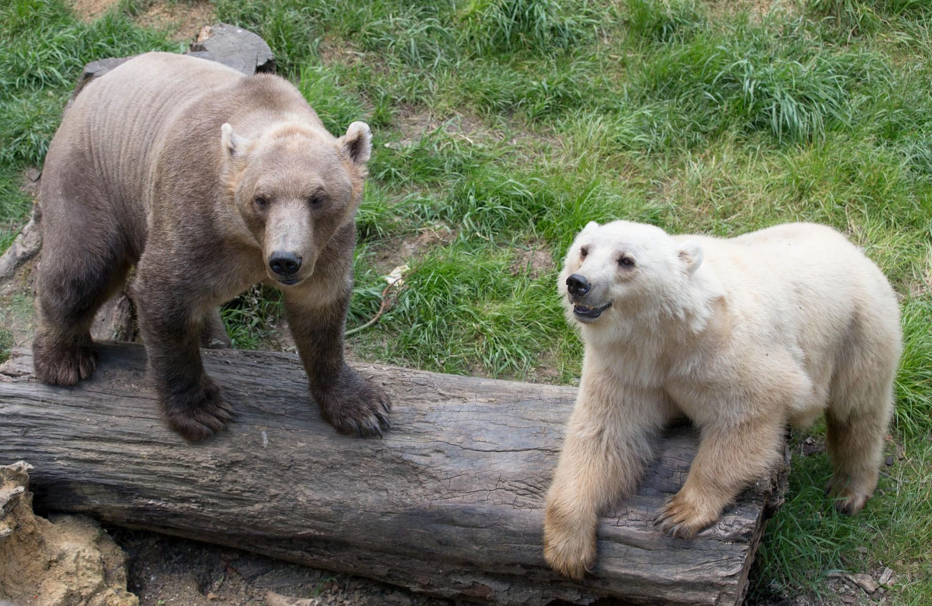 Die Mischbären (Hybridbären) Tips (hell) und ihr Bruder Taps im Zoo in Osnabrück. Ein Bär ist aus dem Osnabrücker Zoo ausgebrochen und daraufhin erschossen worden. (Archivbild)
