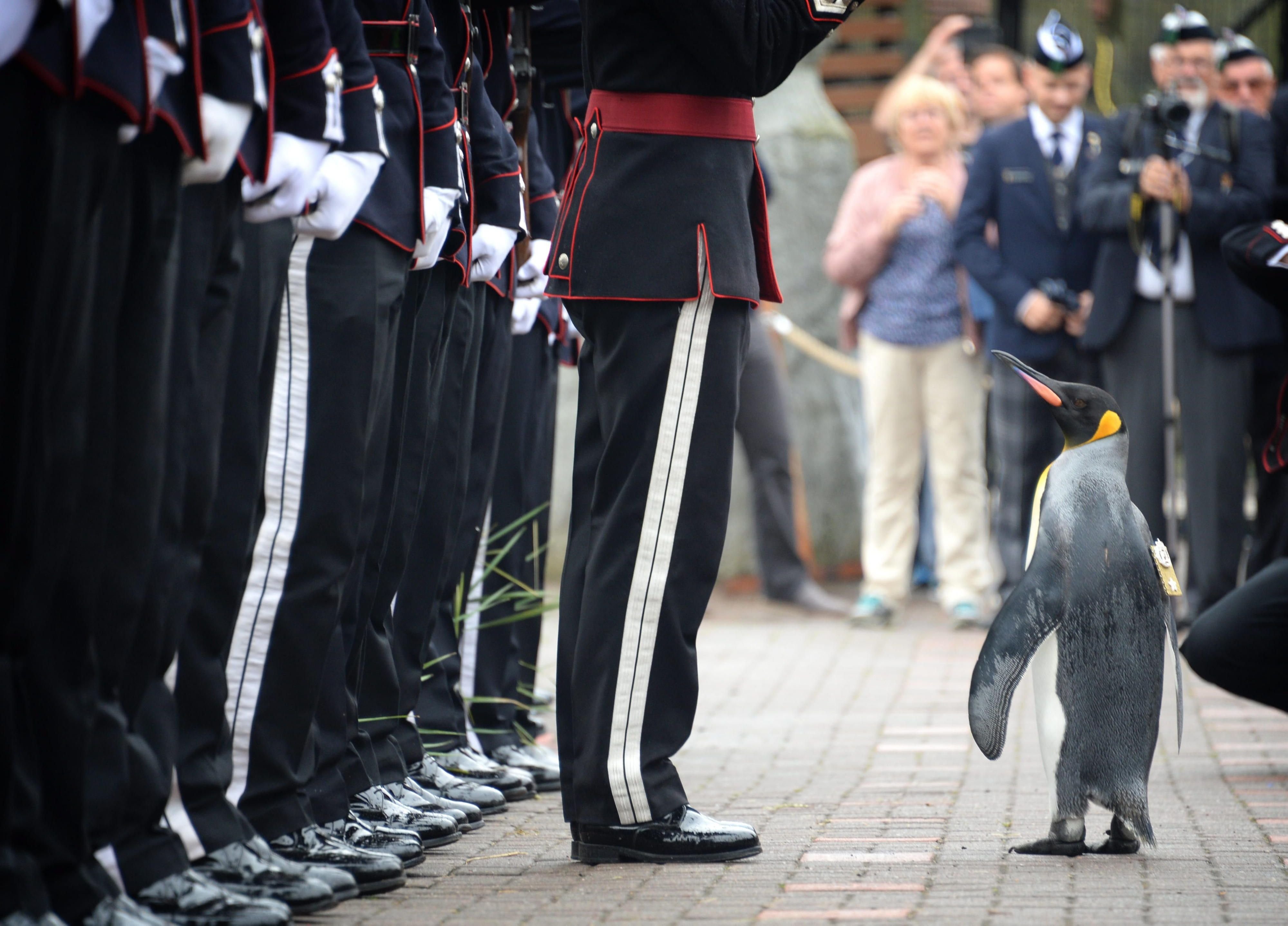 Sir Nils Olav inspiziert die Leibgarde des norwegischen Königshauses.