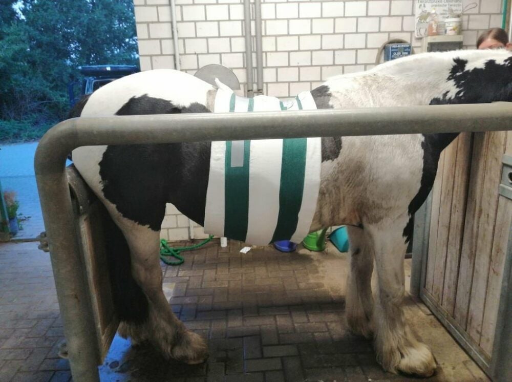 Das schwer verletzte Pferd.