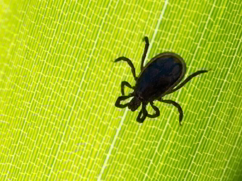 Eine Zecke ist auf einem Blatt in einem Garten zu sehen. Foto: Patrick Pleul/Archiv
