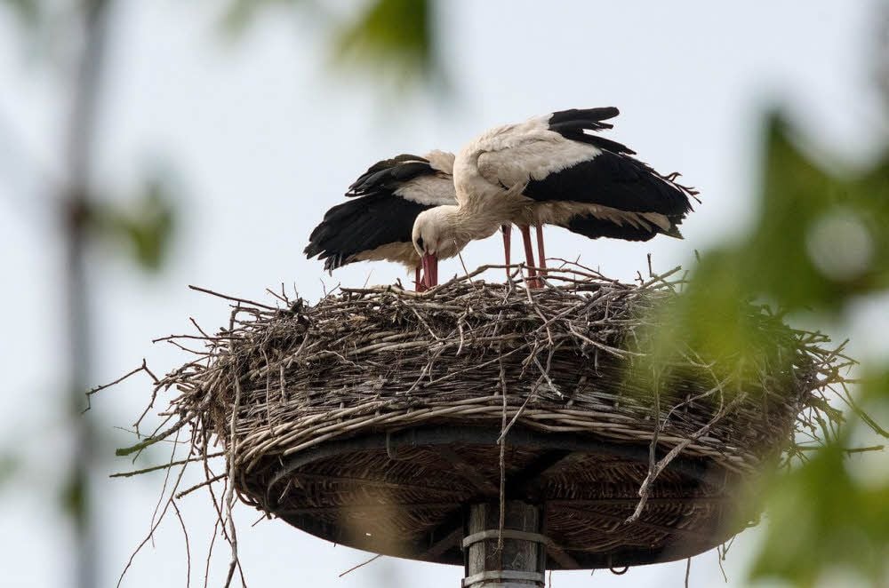 Dieses Storchenpaar hat sich 2017 in Döllnitz niedergelassen. Den beiden kann man per Live-Webcam derzeit beim Brüten zusehen.