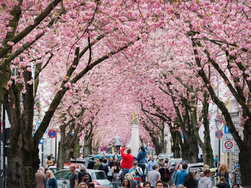 Auf der Heerstraße in Bonn blühen bald wieder die Kirschbäume. Unser Foto zeigt die Straße im Apirl 2018.