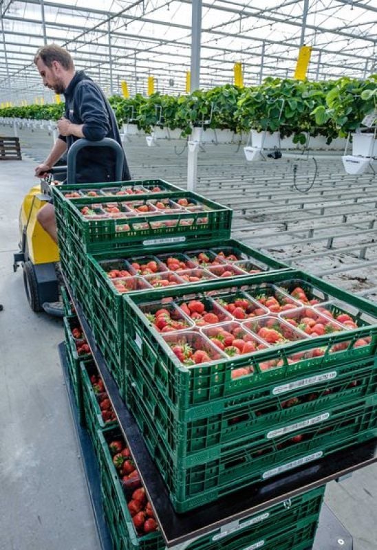 Gewächshauschef Tomas Bazmokas transportiert geerntete Früchte ab.