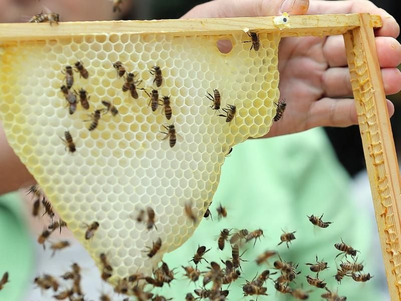 Der Honig der Berliner Bundestagsbienen wird unter dem Label „Bundestagsblüte” verkauft. Vom Erlös wird ein bienenfreundliches Projekt unterstützt. Foto: Wolfgang Kumm/Archiv