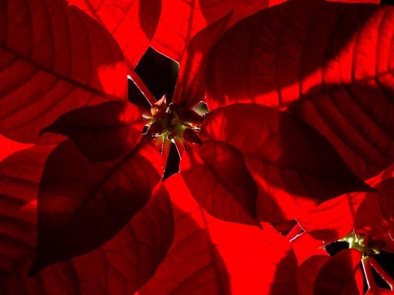 Der Weihnachtsstern kann seine Blätter im nächsten Winter erneut rot einfärben. Foto: Franziska Gabbert